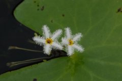 金银莲花Nymphoides indica