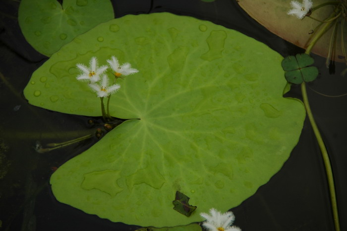 金银莲花Nymphoides indica