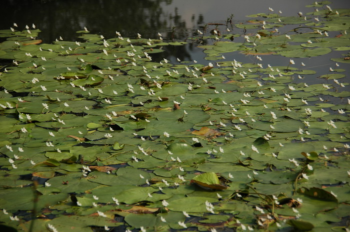 金银莲花Nymphoides indica