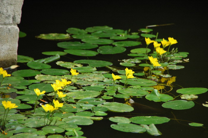 莕菜Nymphoides peltatum
