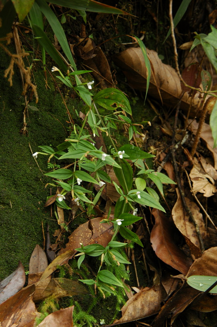 罗星草Canscora andrographioides 罗星草Canscora andrographioides