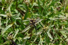 太白龙胆Gentiana apiata