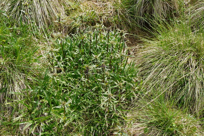 太白龙胆Gentiana apiata