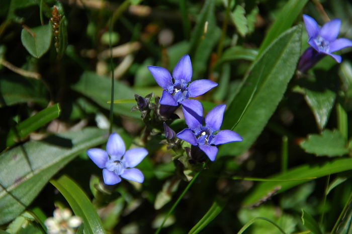长白山龙胆Gentiana jamesii 长白山龙胆Gentiana jamesii
