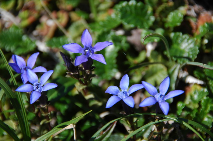 长白山龙胆Gentiana jamesii 长白山龙胆Gentiana jamesii