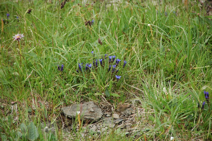 长白山龙胆Gentiana jamesii 长白山龙胆Gentiana jamesii