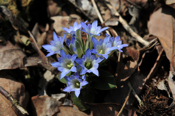 笔龙胆Gentiana zollingeri