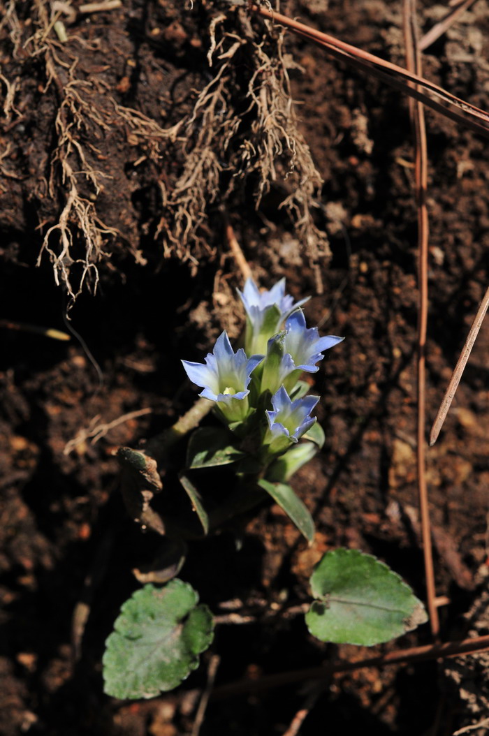 笔龙胆Gentiana zollingeri