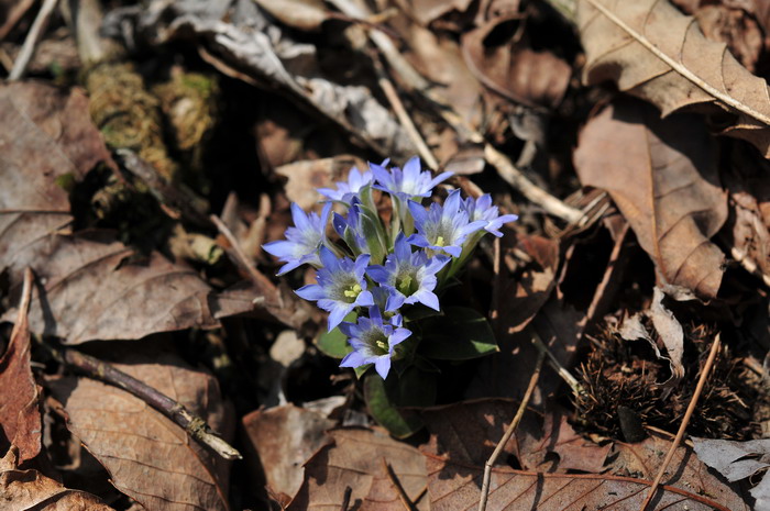 笔龙胆Gentiana zollingeri