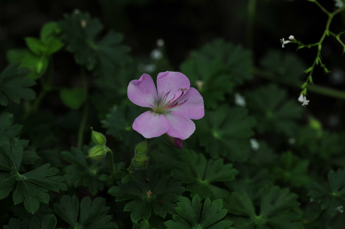 达尔马提亚老鹳草Geranium dalmaticum 达尔马提亚老鹳草Geranium dalmaticum