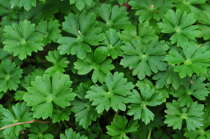 达尔马提亚老鹳草Geranium dalmaticum