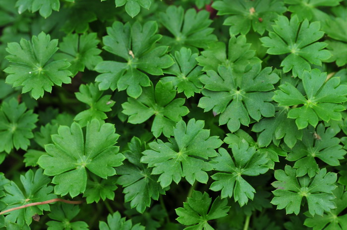 达尔马提亚老鹳草Geranium dalmaticum