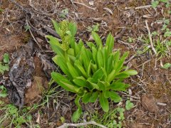 黄秦艽Veratrilla baillonii