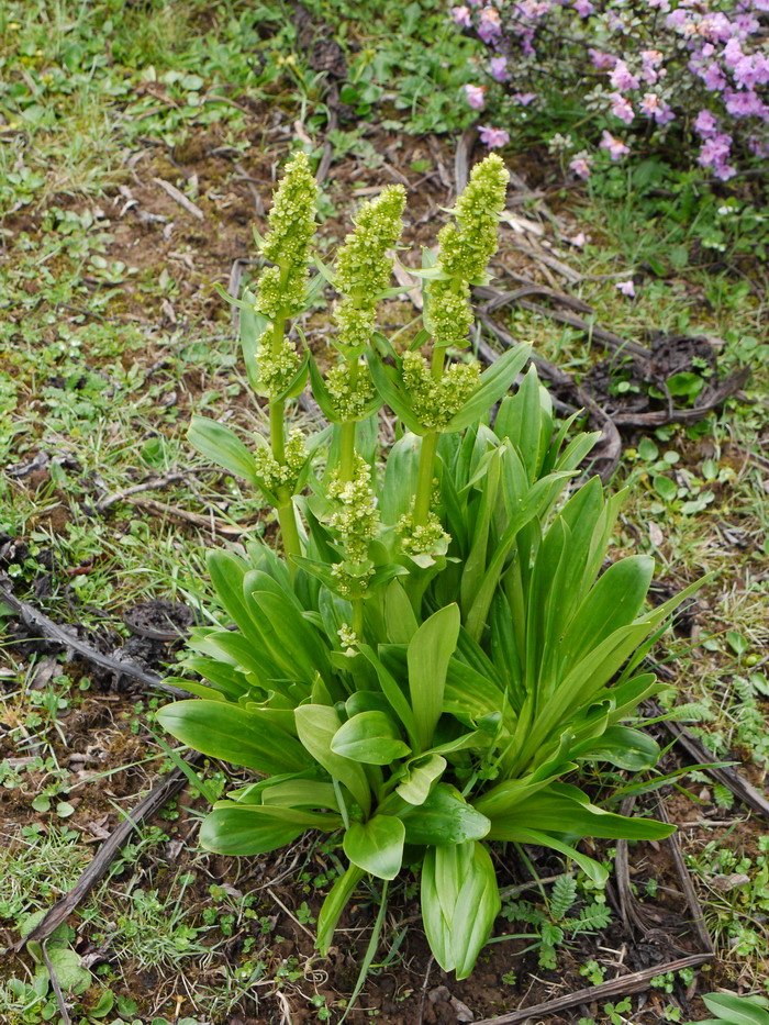 黄秦艽Veratrilla baillonii 黄秦艽Veratrilla baillonii