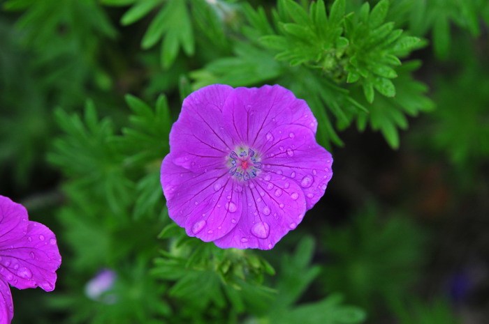 血红老鹳草Geranium sanguineum