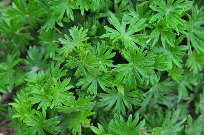 血红老鹳草Geranium sanguineum 血红老鹳草Geranium sanguineum