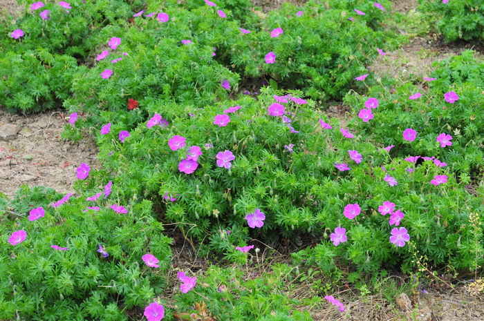 血红老鹳草Geranium sanguineum