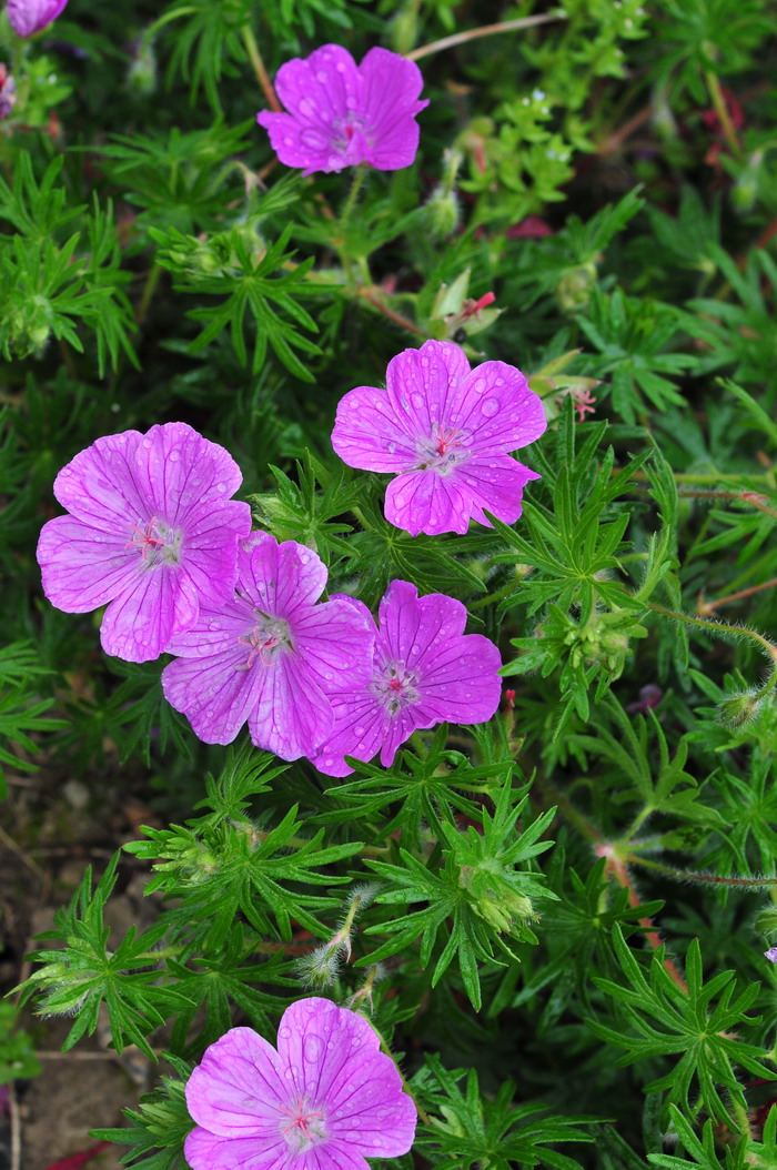 血红老鹳草Geranium sanguineum