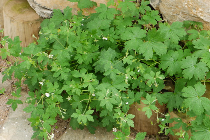 伞花老鹳草Geranium umbelliforme 伞花老鹳草Geranium umbelliforme
