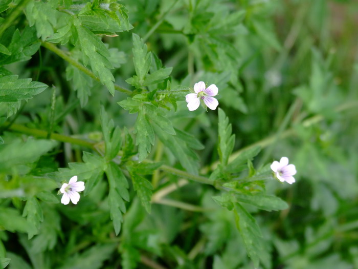 老鹳草Geranium wilfordii