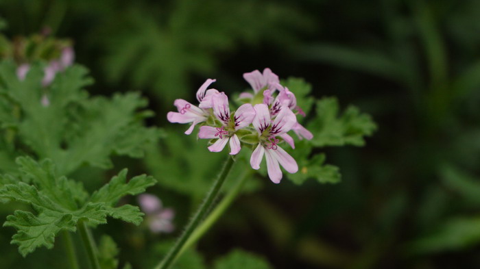 香叶天竺葵Pelargonium graveolens 香叶天竺葵Pelargonium graveolens