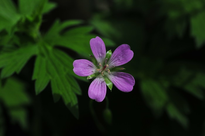 香叶天竺葵Pelargonium graveolens