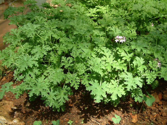 香叶天竺葵Pelargonium graveolens