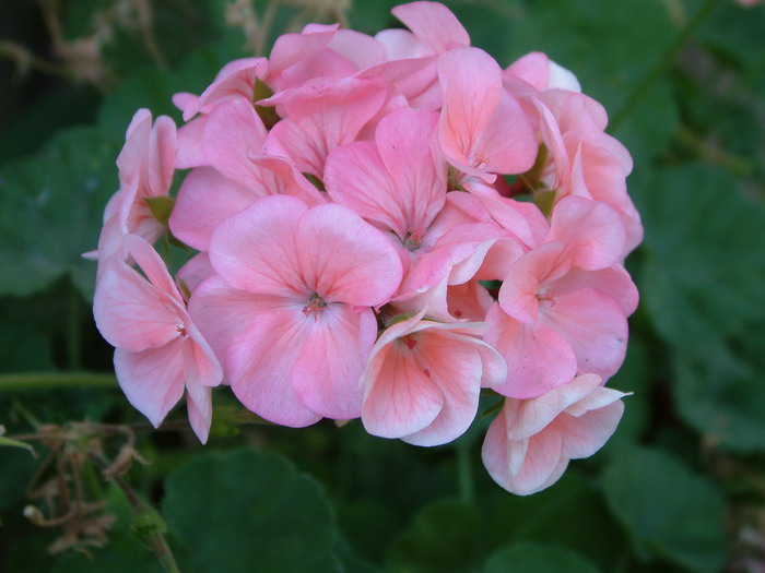 天竺葵Pelargonium hortorum 天竺葵Pelargonium hortorum