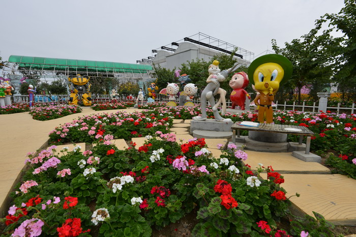 天竺葵Pelargonium hortorum 天竺葵Pelargonium hortorum