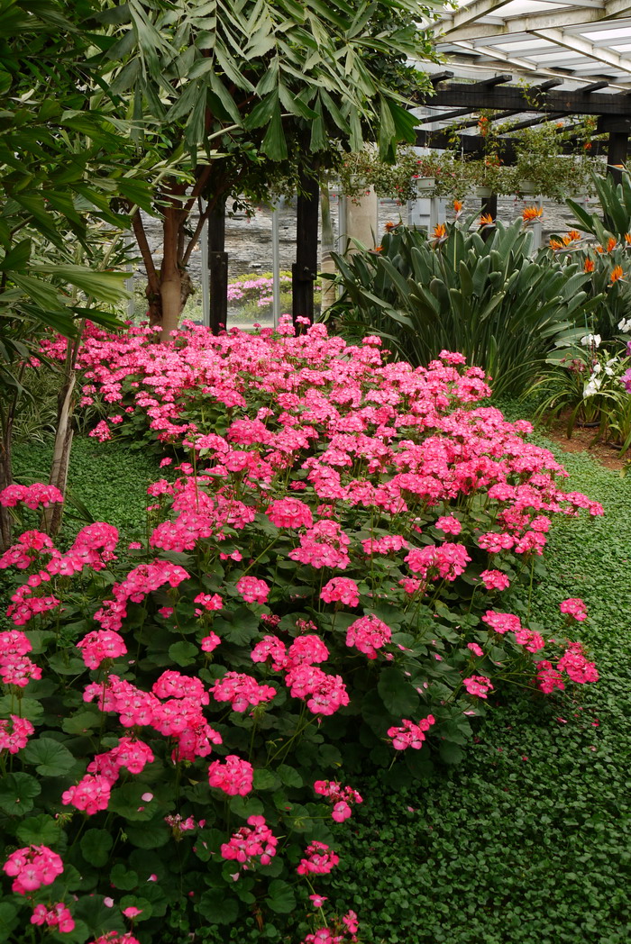 天竺葵Pelargonium hortorum 天竺葵Pelargonium hortorum