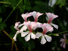 蔓性天竺葵Pelargonium peltatum