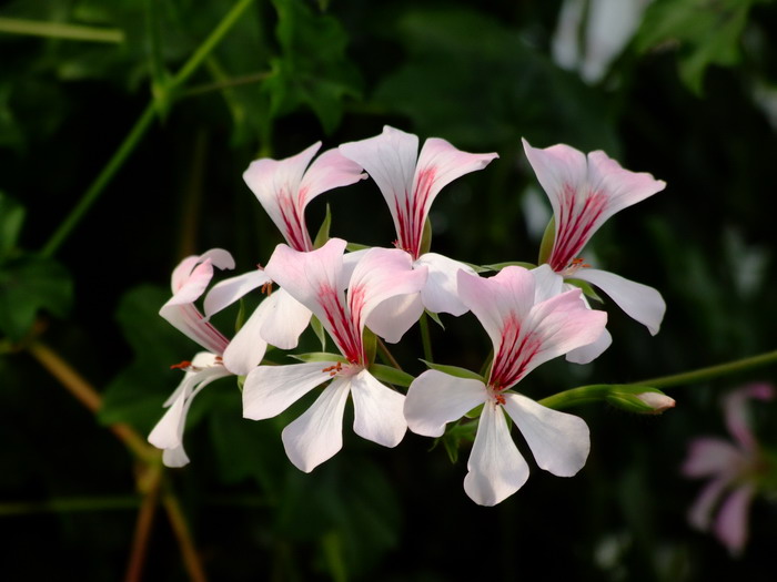 蔓性天竺葵Pelargonium peltatum 蔓性天竺葵Pelargonium peltatum