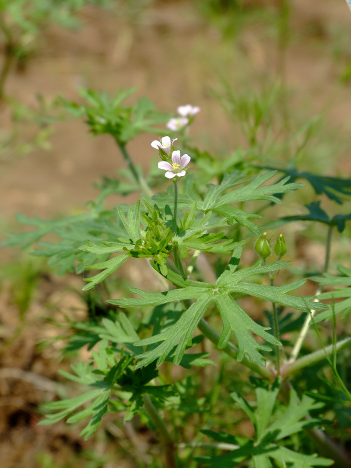 野老鹳草Geranium carolinianum 野老鹳草Geranium carolinianum