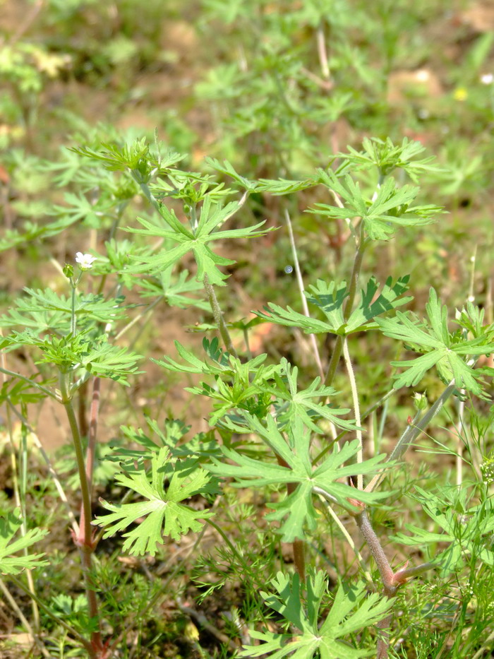 野老鹳草Geranium carolinianum 野老鹳草Geranium carolinianum