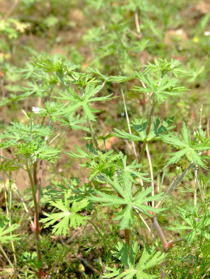 野老鹳草Geranium carolinianum