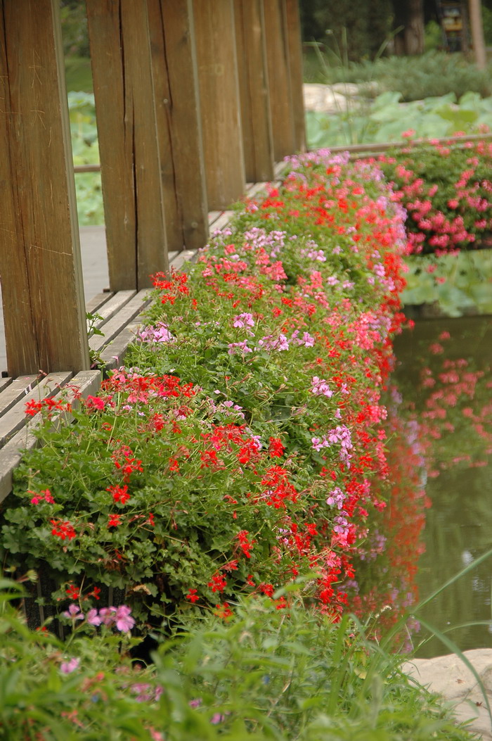 蔓性天竺葵Pelargonium peltatum 蔓性天竺葵Pelargonium peltatum