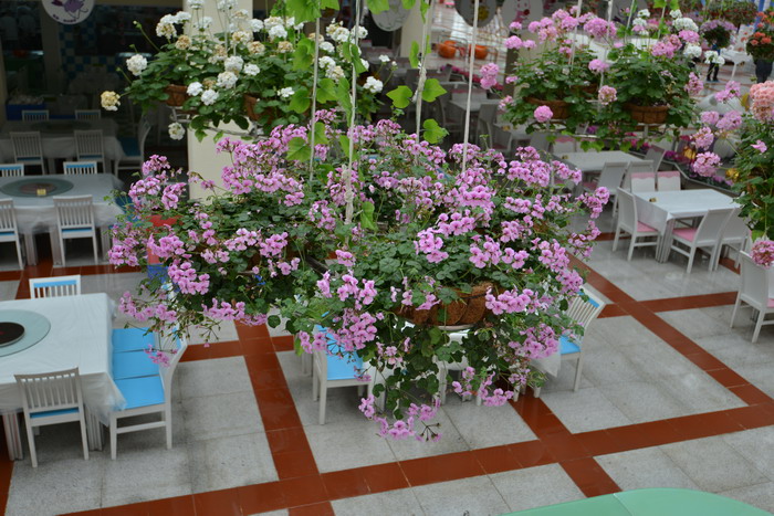 蔓性天竺葵Pelargonium peltatum
