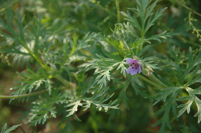 牻牛儿苗Erodium stephanianum 牻牛儿苗Erodium stephanianum