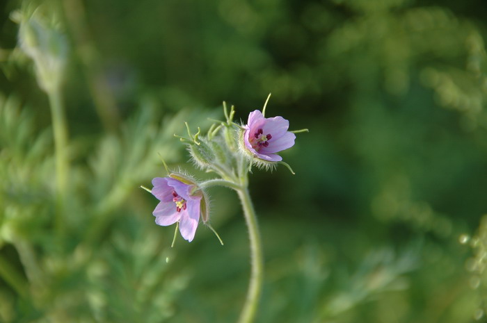 牻牛儿苗Erodium stephanianum 牻牛儿苗Erodium stephanianum
