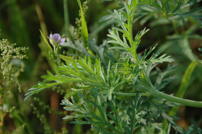 牻牛儿苗Erodium stephanianum