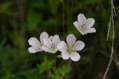 粗根老鹳草Geranium dahuricum