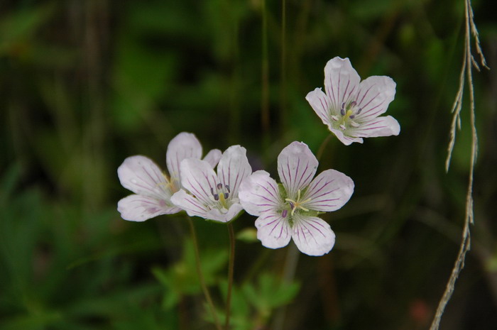 粗根老鹳草Geranium dahuricum