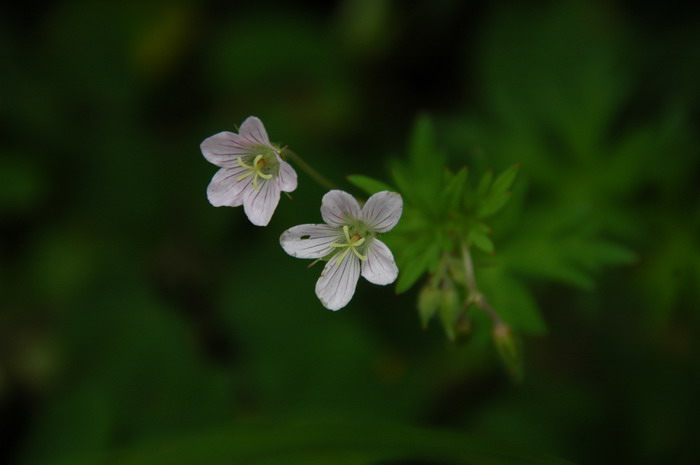 粗根老鹳草Geranium dahuricum