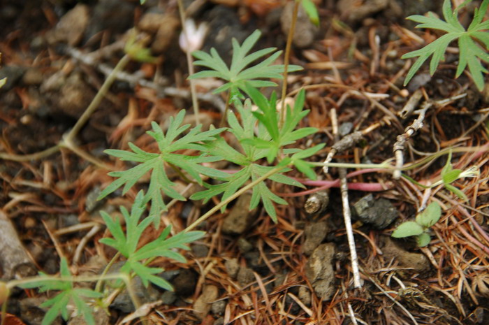 粗根老鹳草Geranium dahuricum