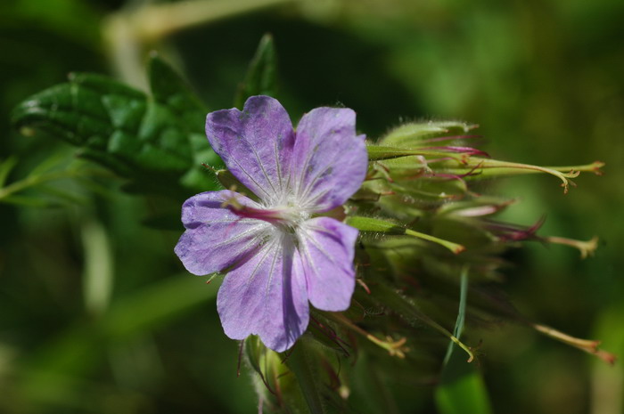 毛蕊老鹳草Geranium platyanthum