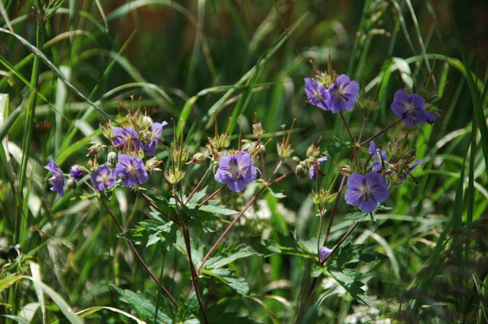 毛蕊老鹳草Geranium platyanthum 毛蕊老鹳草Geranium platyanthum