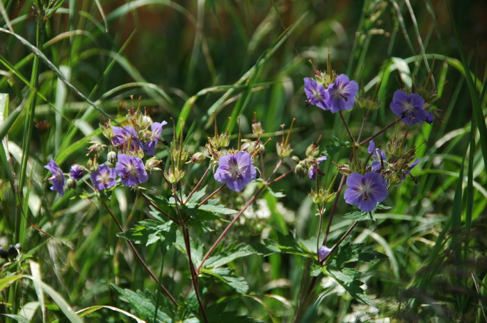 毛蕊老鹳草Geranium platyanthum