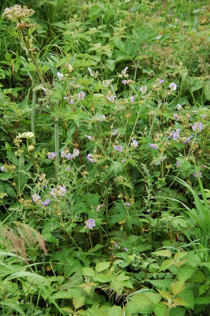 毛蕊老鹳草Geranium platyanthum