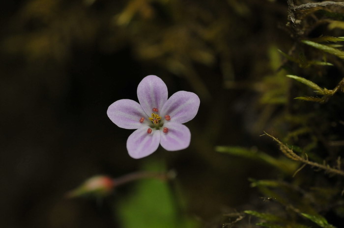 汉荭鱼腥草Geranium robertianum