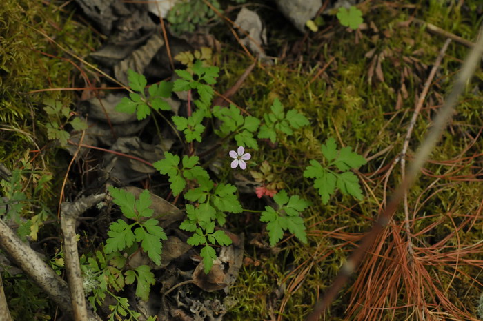 汉荭鱼腥草Geranium robertianum